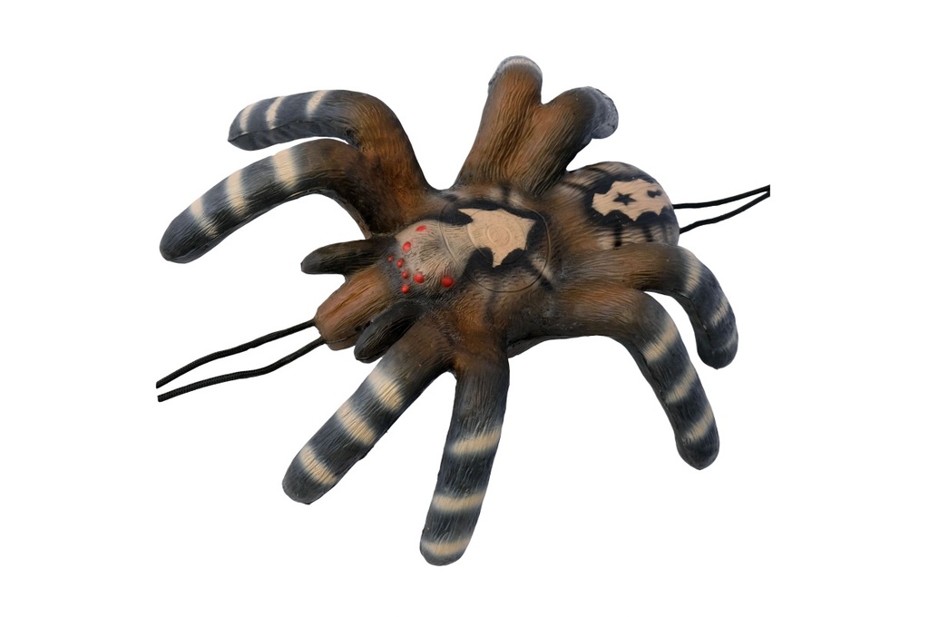 Kleine Vogelspinne Leitold