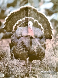 Tierbild Full Strut Turkey Delta