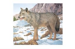 Tierbild Wolf FH