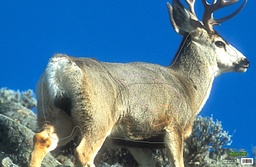 Animal Target Mule Deer Blue Martin