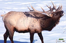 Tierbild Elk Martin 